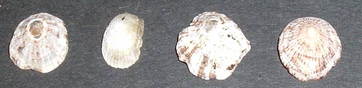 Moluscos de Creta